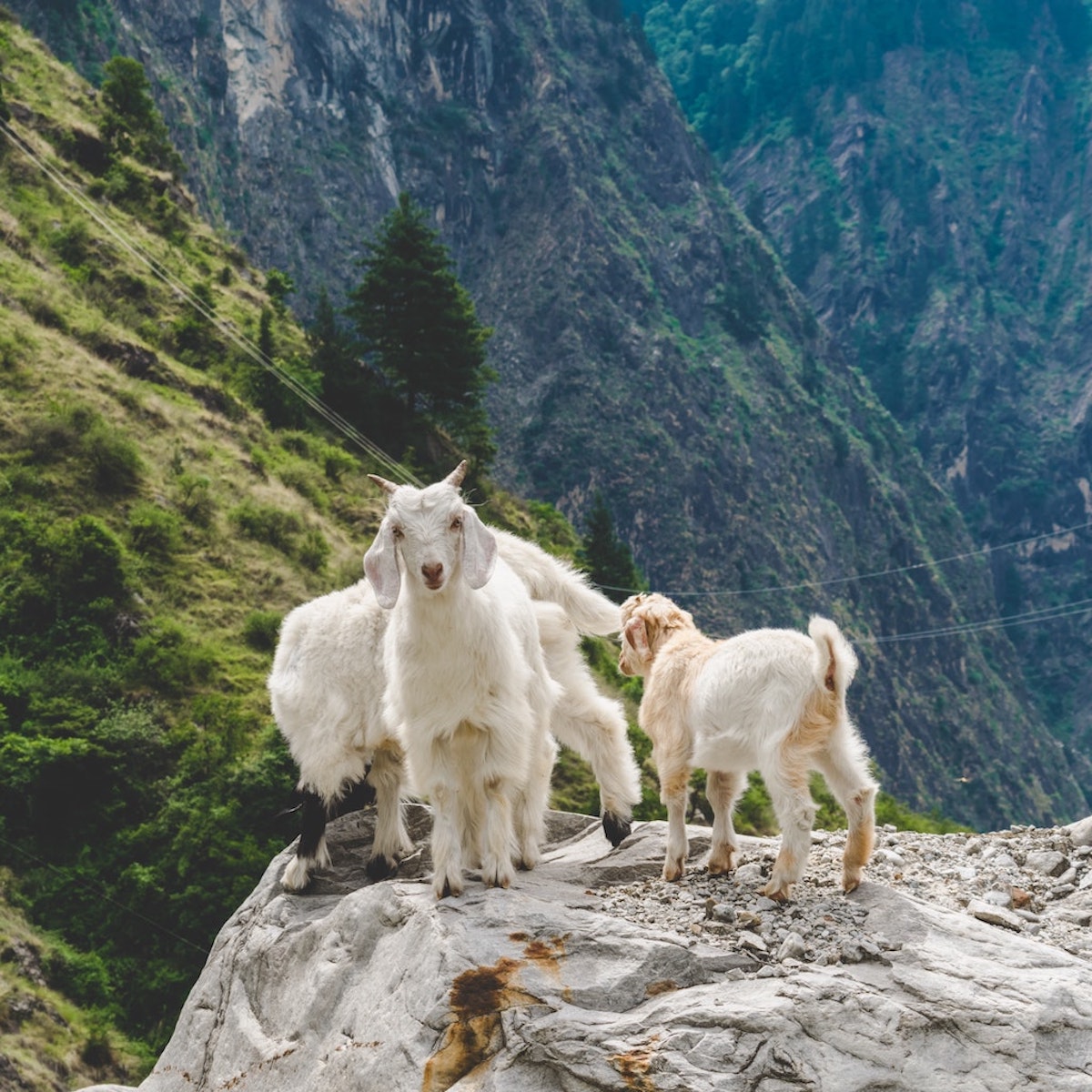 Quel Est L'animal Le Plus Mignon Du Monde Top 10 des animaux les plus mignons du monde - Coeur Coeur
