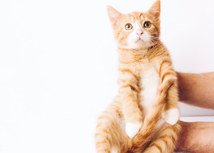 Les 10 races de chats les plus mignonnes de monde. Vous ne pourrez pas toutes les adopter !