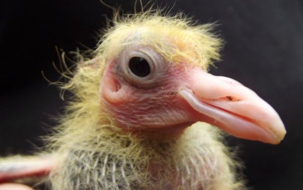portrait-bebe-pigeon portrait-bebe-pigeon