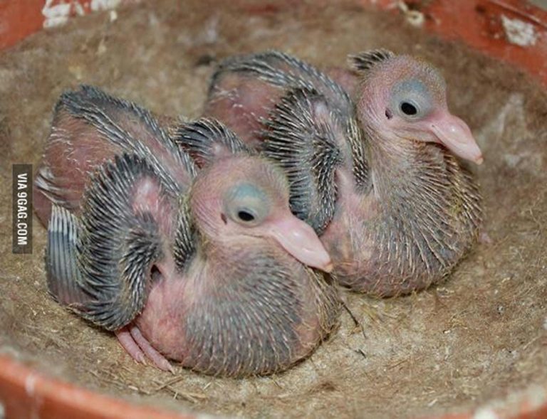À quoi ressemble un bébé pigeon ? Photos et Explications