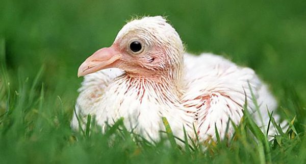 petit-bebe-pigeon
