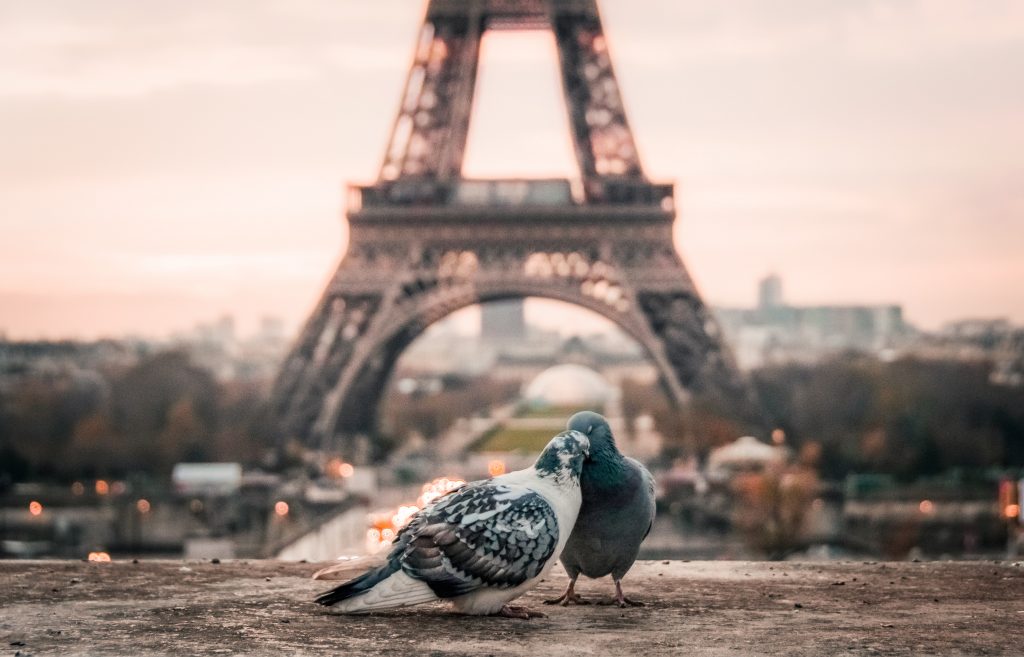 couple de pigeons devant la Tour Eiffel à Paris