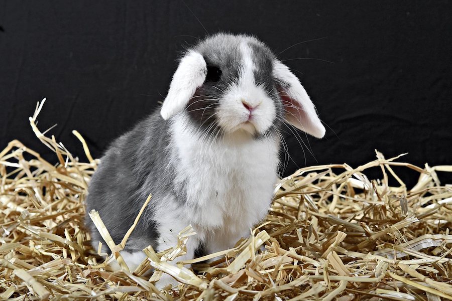 Lapin bélier animal mignon