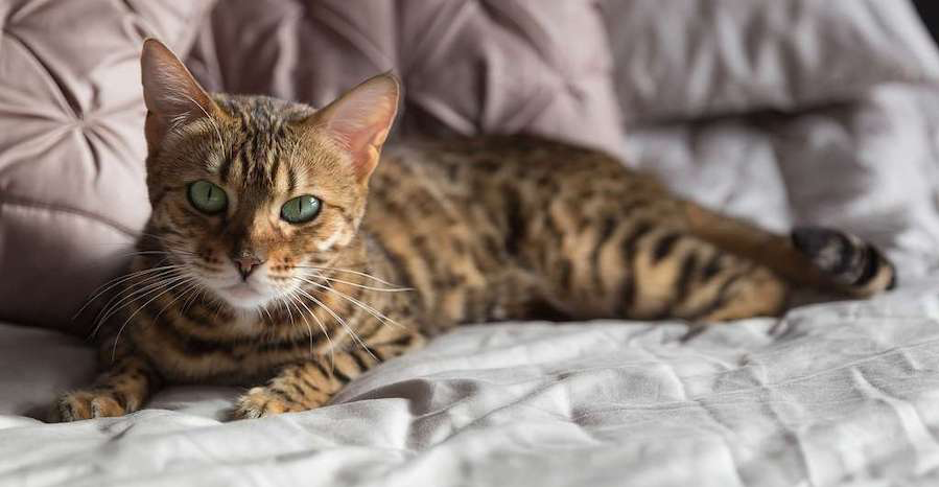 Chat Le Plus Dangereux Du Monde