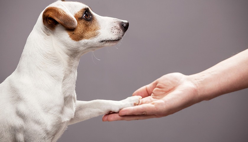 Comment éduquer son chien ?  5 conseils clés à appliquer aujourd’hui