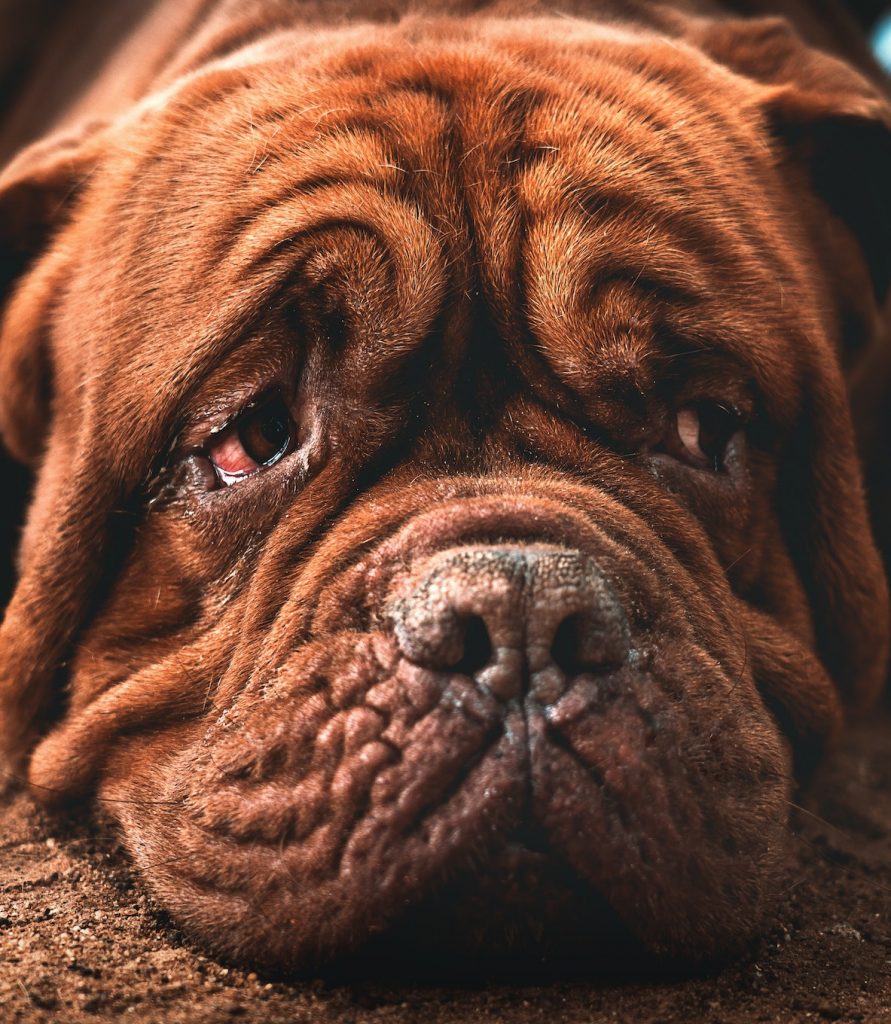 nettoyer yeux de son chien