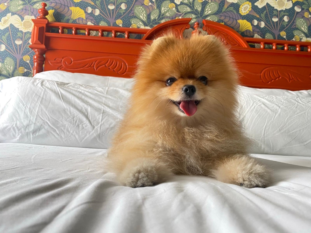 Top 7 types de races de chien mignon les plus adoptées en France