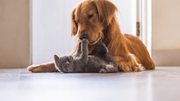 conseils pour donner bain chien