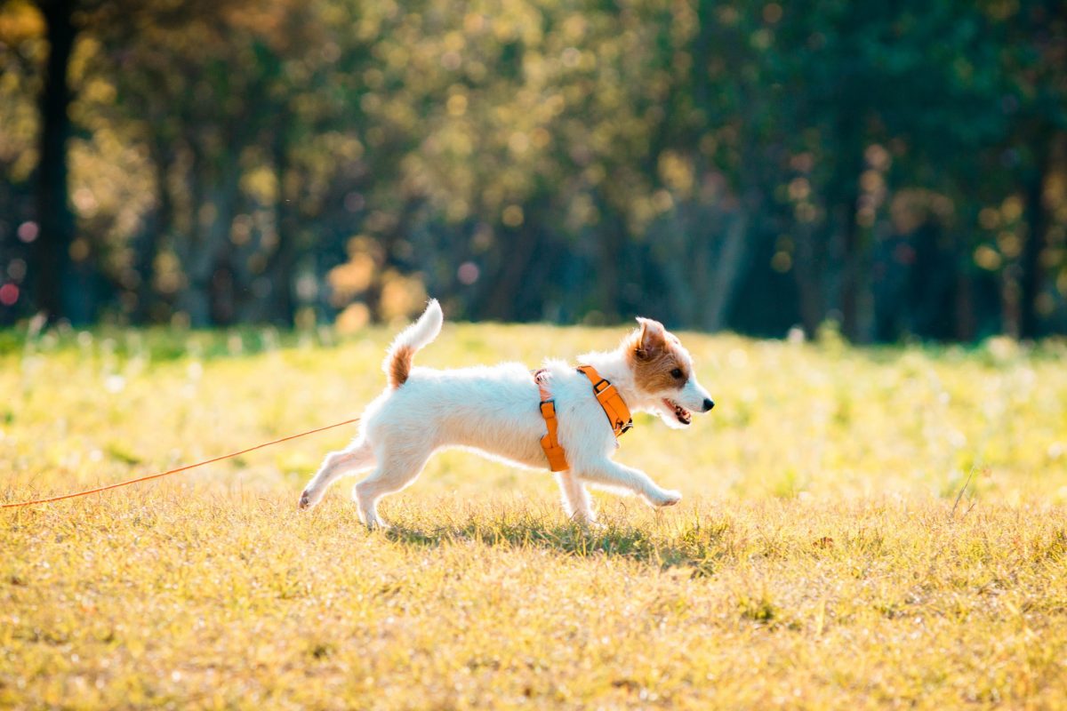 Jack Russell : 3 raisons incontournables pour l’adopter