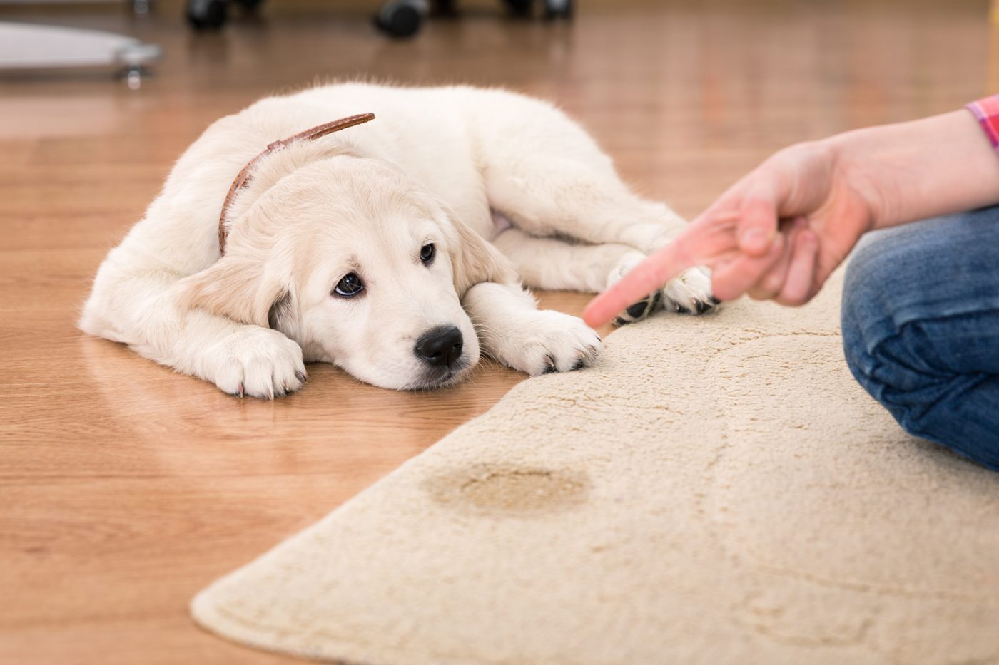 Comment nettoyer l’urine d’un chien ? Astuces simples et faciles pour la maison !