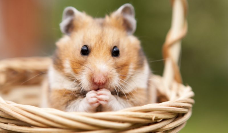Combien coûte un hamster ? Achat, entretien, matériel…