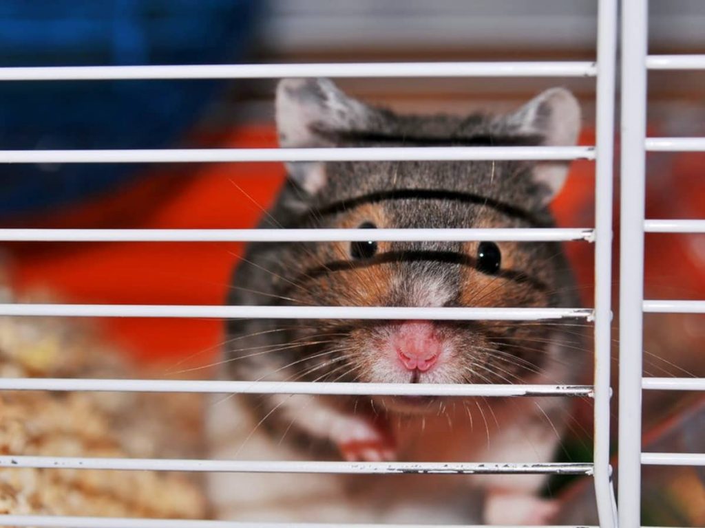 Cage hamster conseils choix