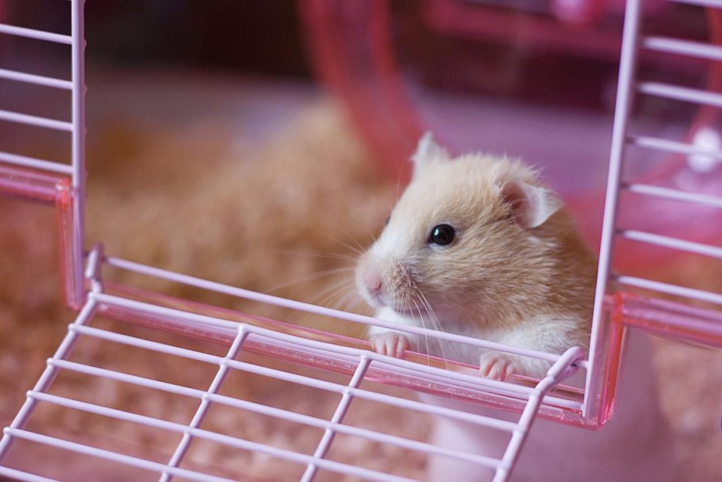 grande cage hamster avantages et inconvénients