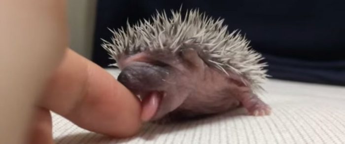bébé hérisson mignon lèche doigt