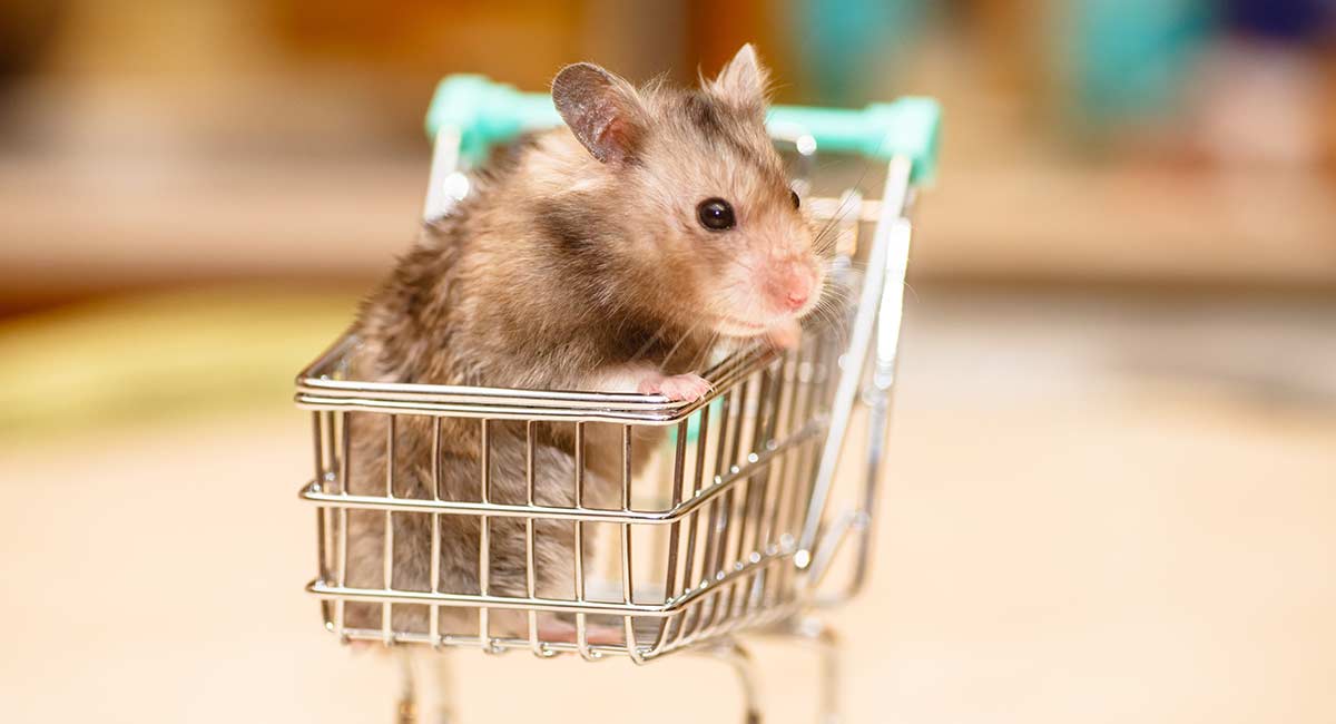 Quelle cage de transport pour hamster ? Formalités et conseils