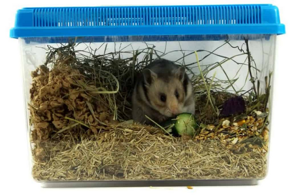 hamster dans une petite cage de transport aménagée