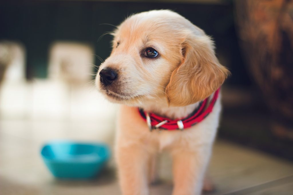bébé chien avec un collier