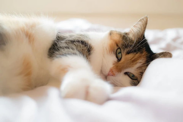 Quels sont les bienfaits d’un coussin relax pour votre chat ?