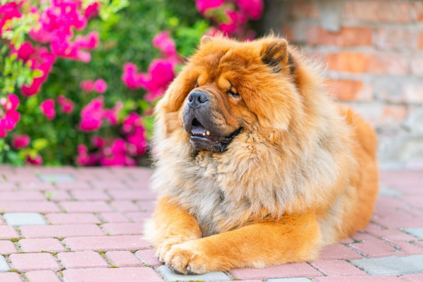 chien-chow-chow-allonge