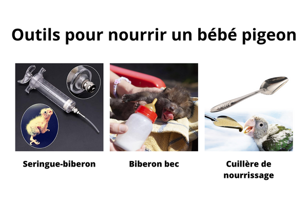 Outils pour nourrir un bébé pigeon