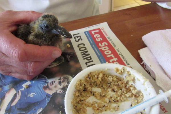 Que donner à manger à un bébé pigeon ?