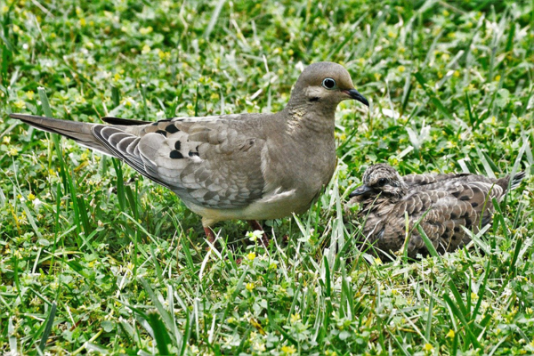 pigeon et squab bebe pigeon