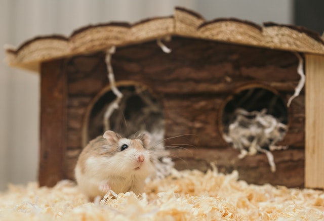 Conseils et astuces simples pour nettoyer la cage de son hamster de compagnie 