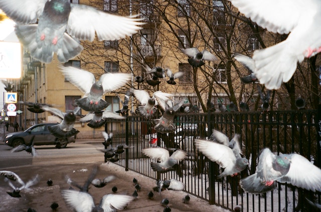 Pigeons parc