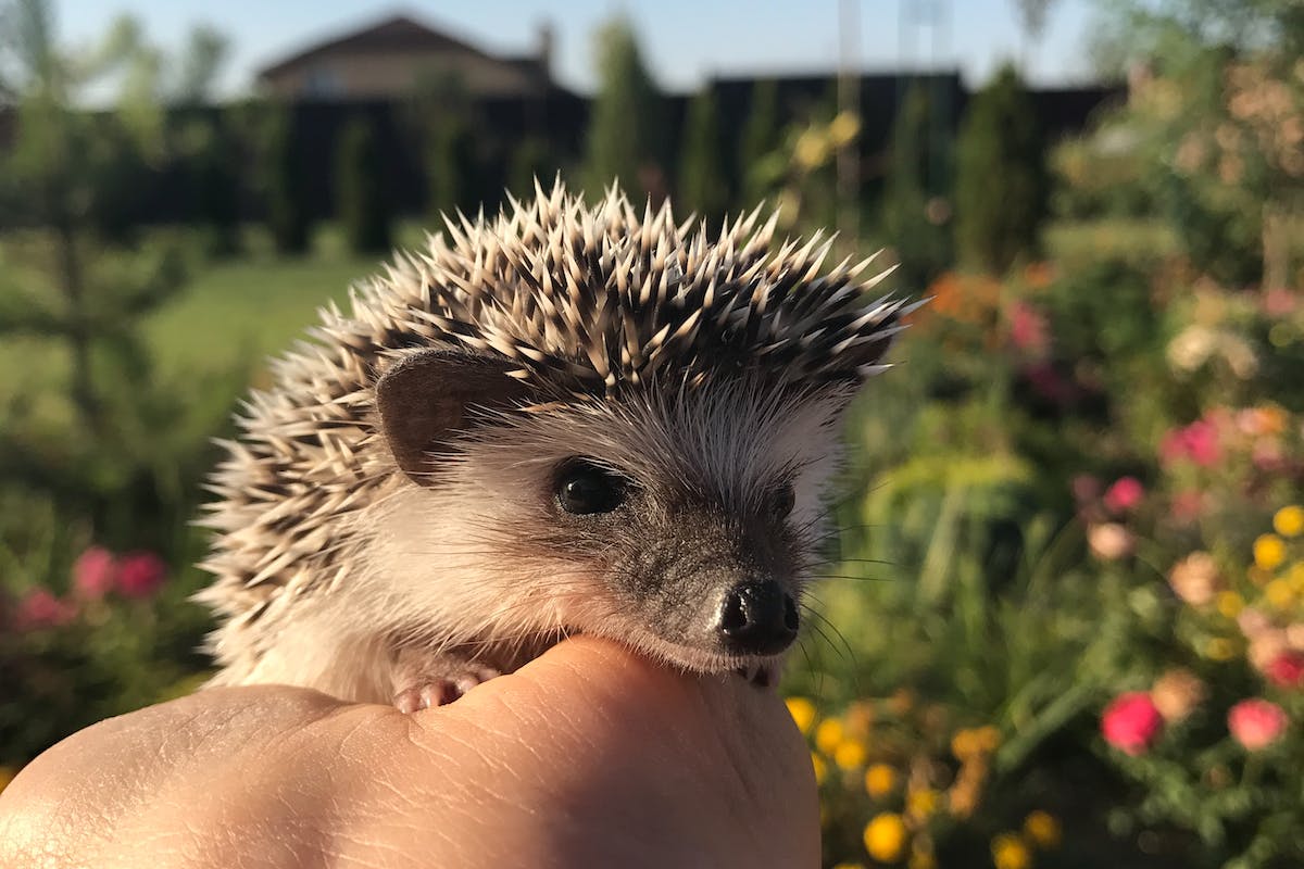 hérisson-mignon