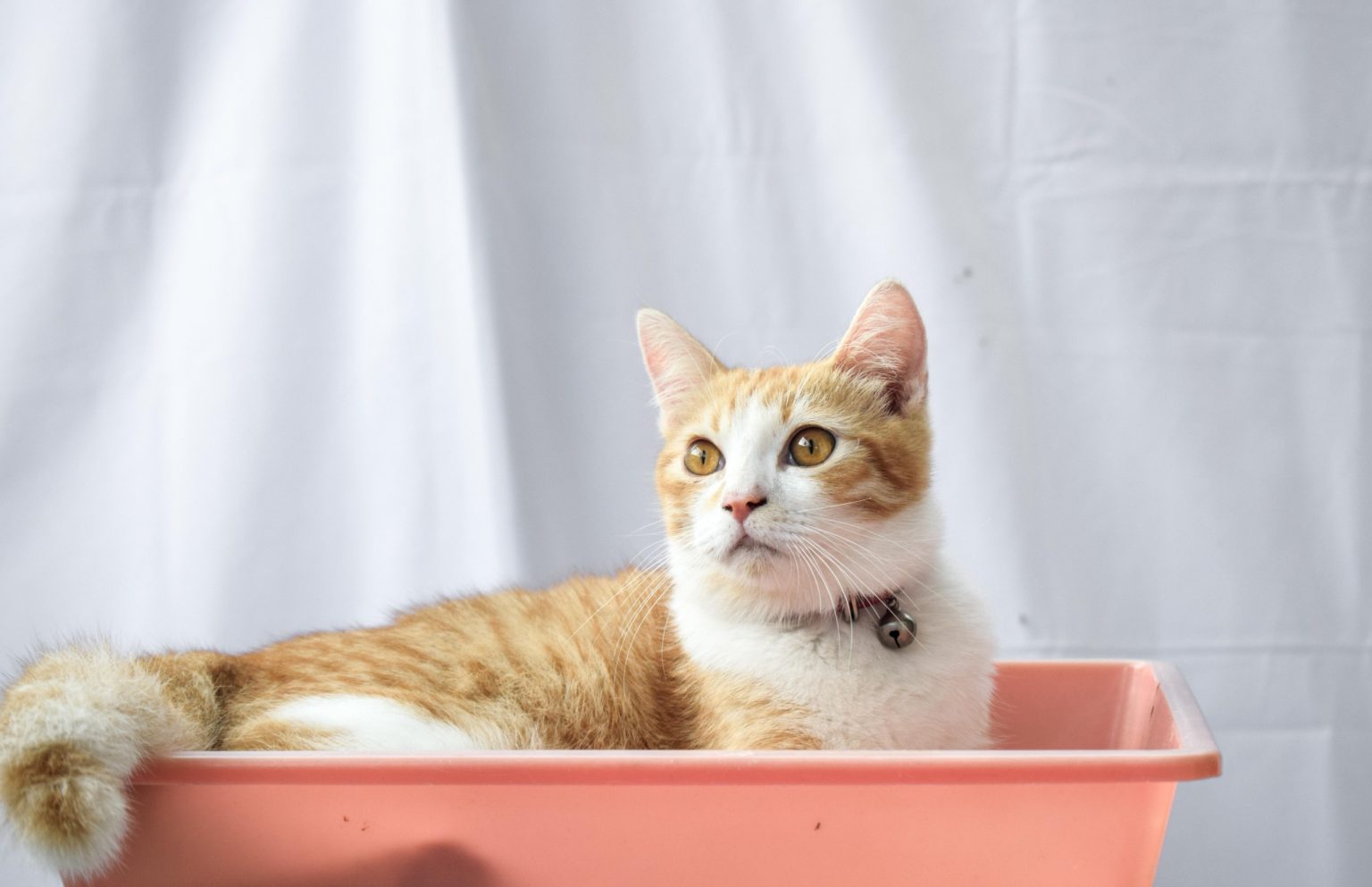 Quels sont les avantages des croquettes riches en protéines pour les chats ?