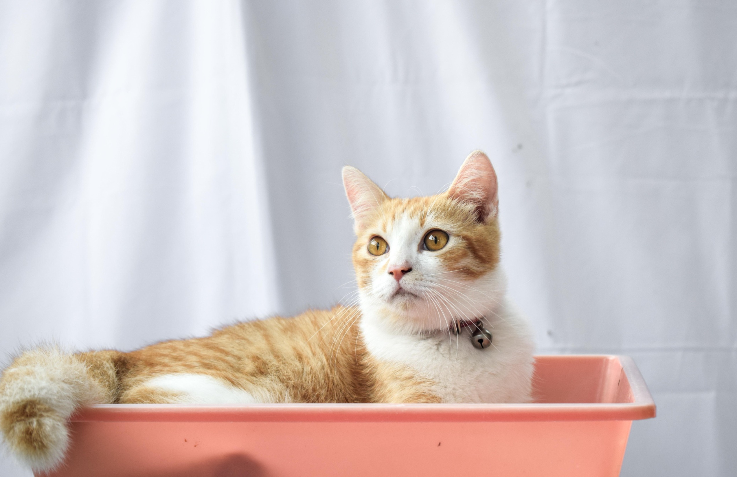 Quels sont les avantages des croquettes riches en protéines pour les chats ?