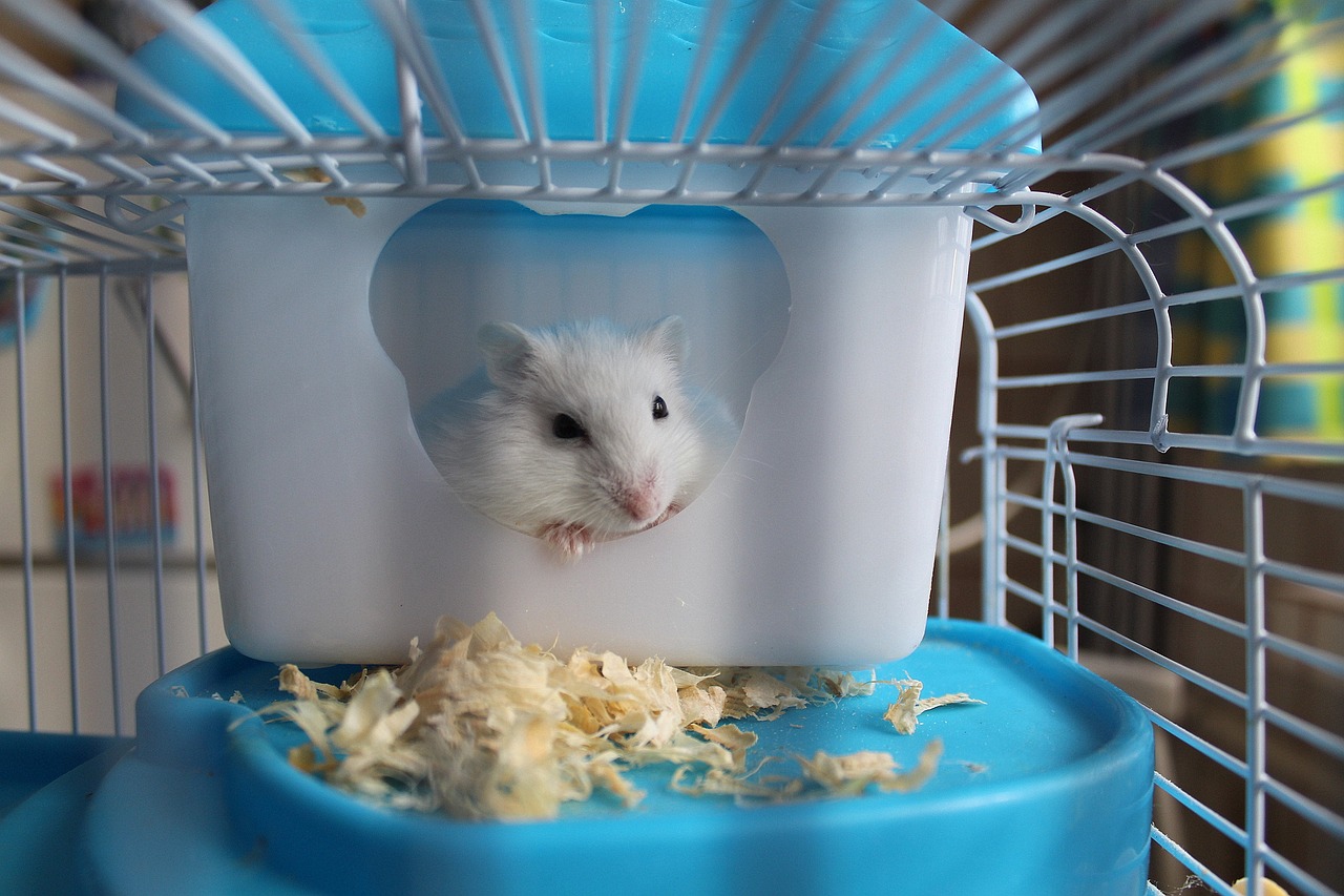 cages-faciles-à-nettoyer-hamster