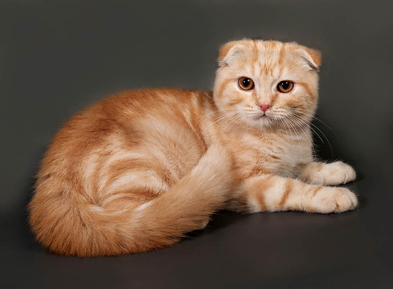 Chats scottish fold