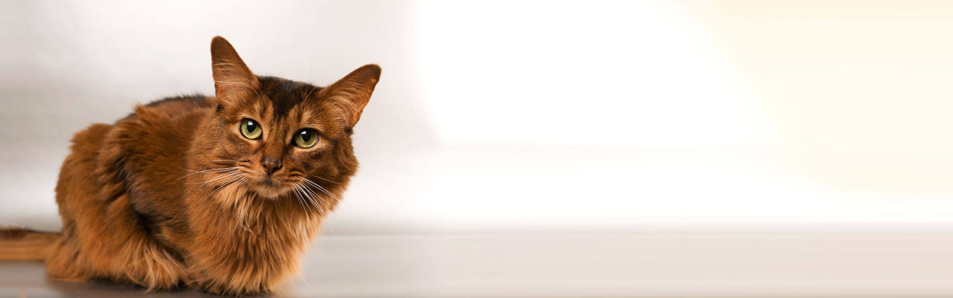 race-de-chat-câlin-somali