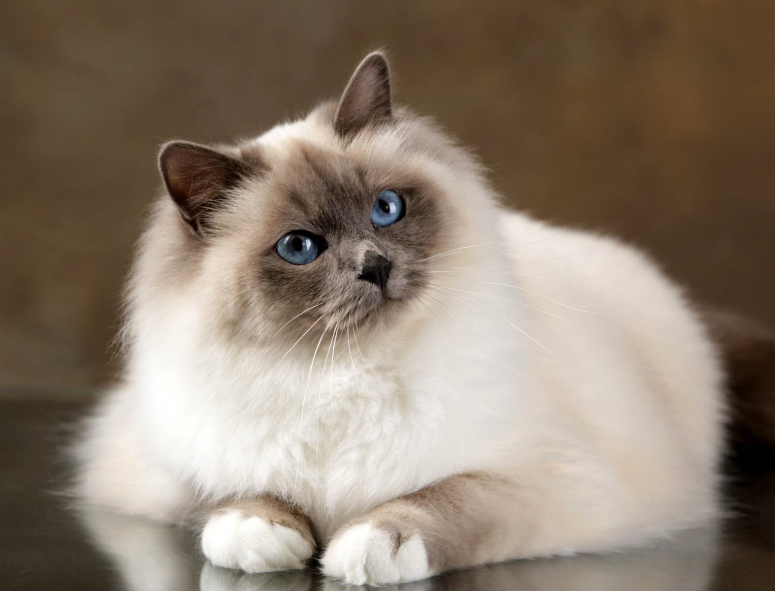 chats sacré de birmanie