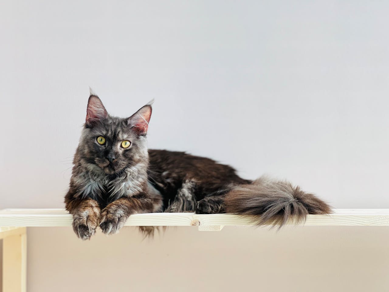 race-de-chat-câlin-Maine coon