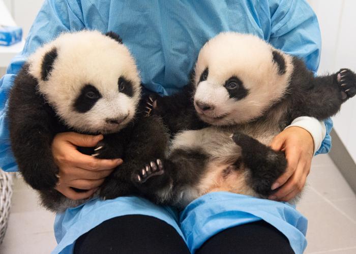 deux bébés pandas géants