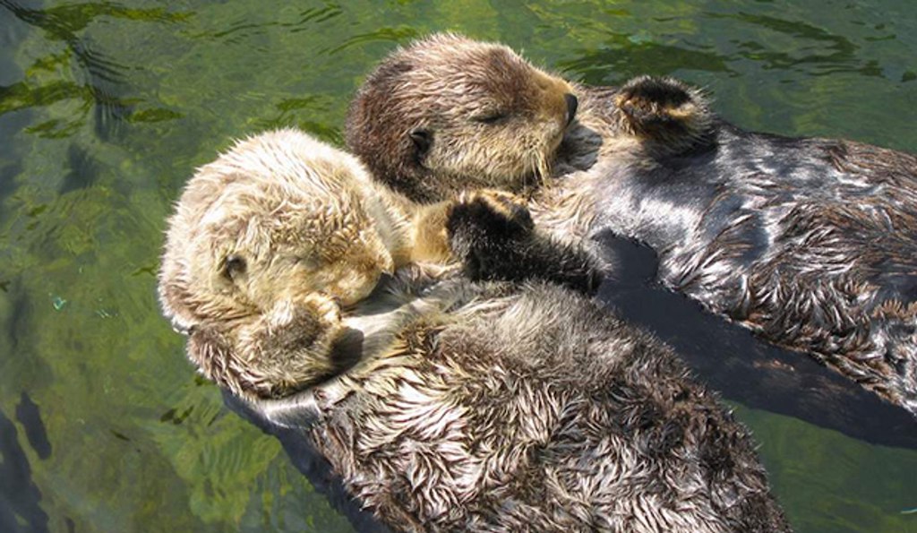 Top 10 animaux les plus mignons la loutre de mer