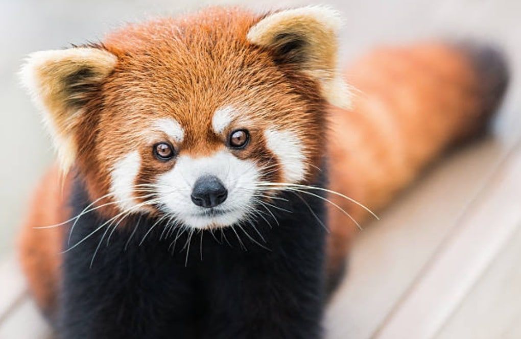 Top 10 animaux les plus mignons le panda roux