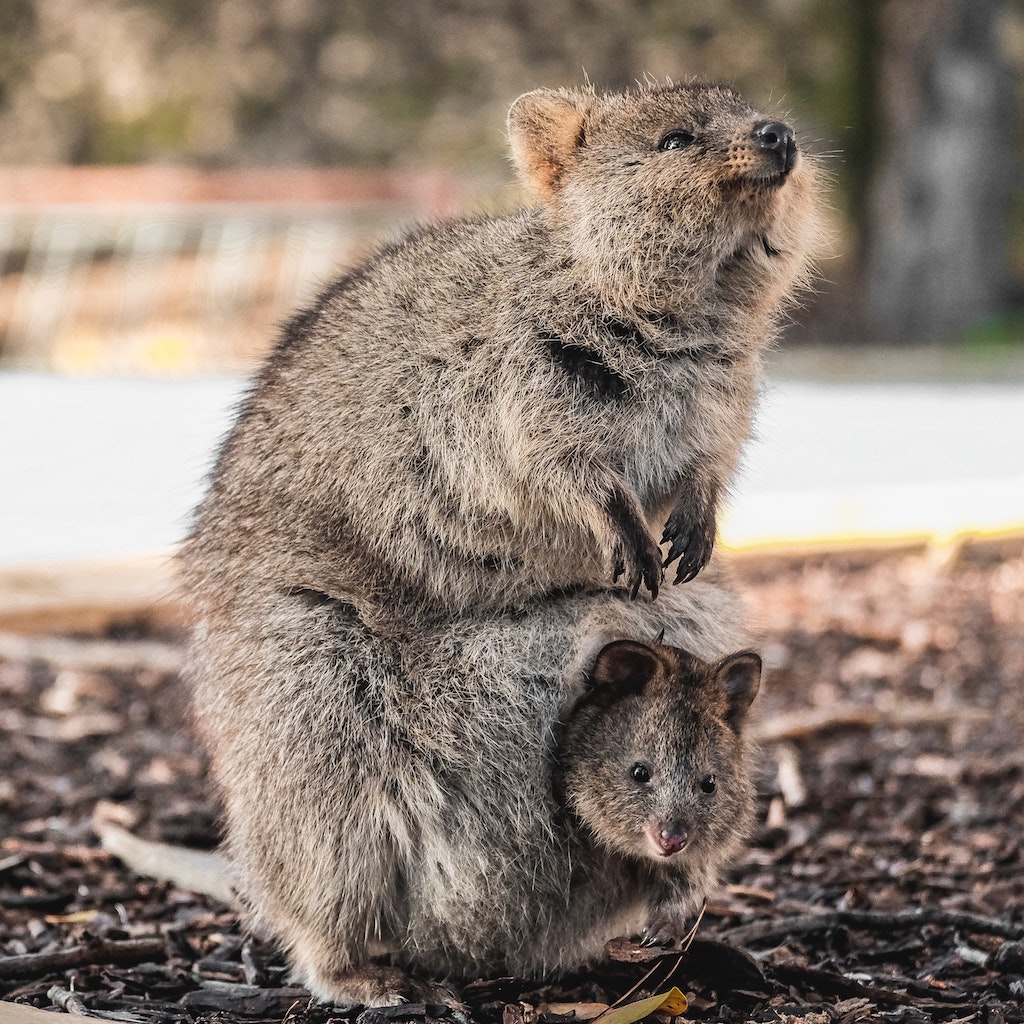 Top 10 animaux les plus mignons le quokka