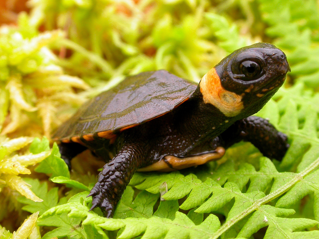 Top 10 animaux les plus mignons la tortue de muhlenberg