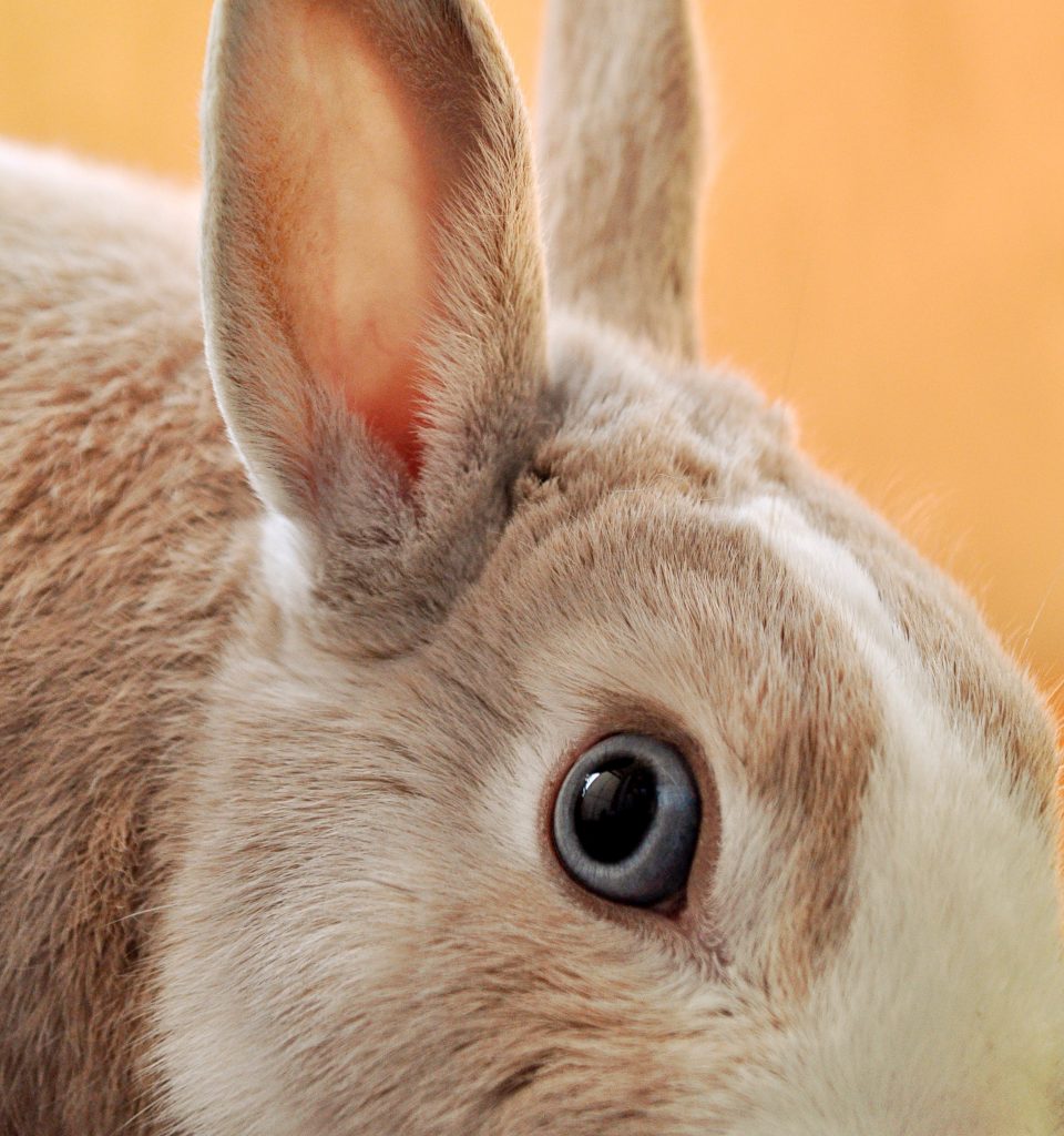 Photo lapin mignons à voir