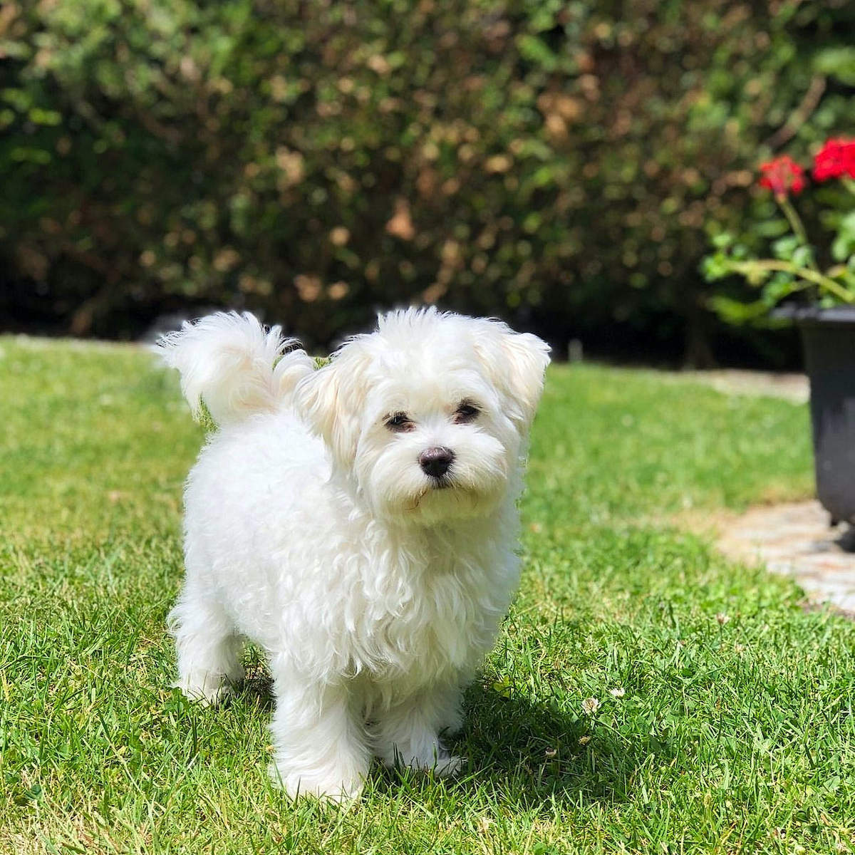 Bichon Maltais mignon