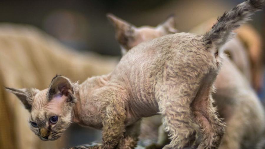 devon rex chat moche