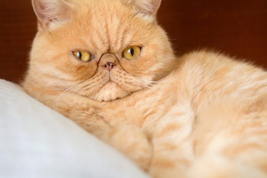L'exotic Shorthair chat moche