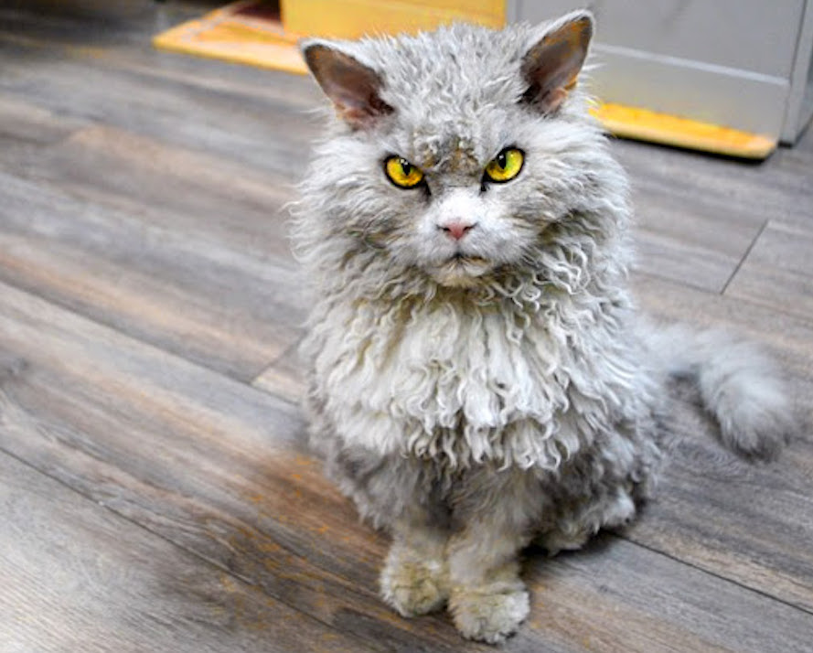 Le Laperm un chat moche