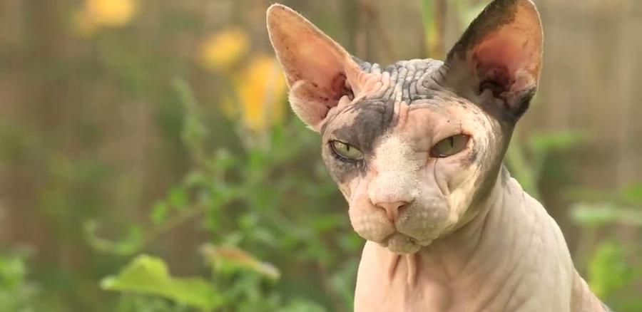 Peterbald chat laid
