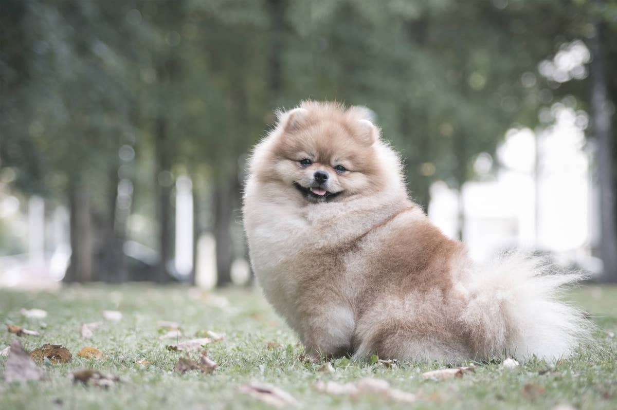 Petits chiens mignons