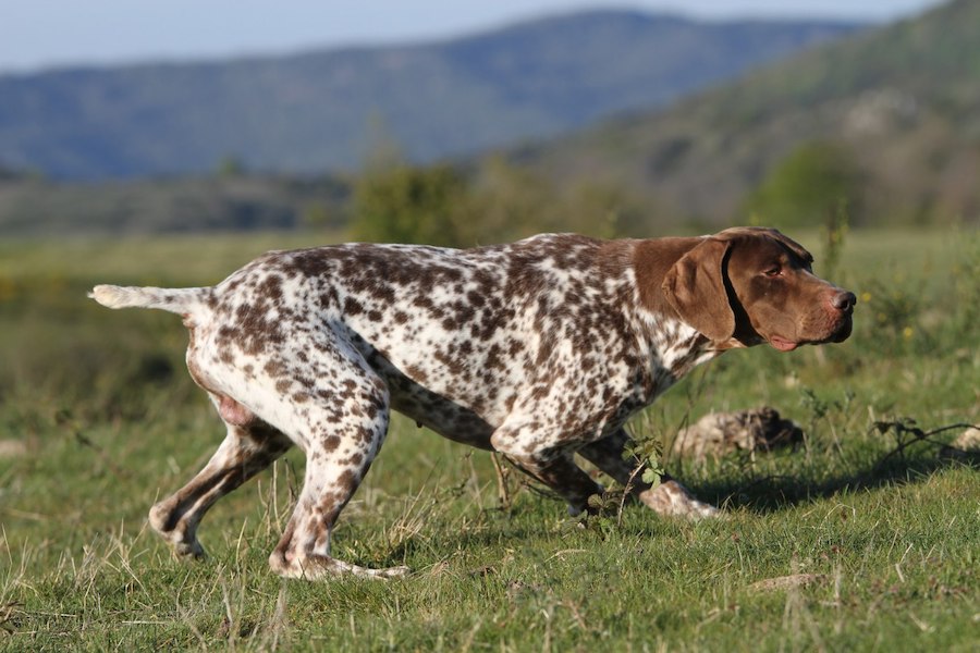 braque chien dangereux