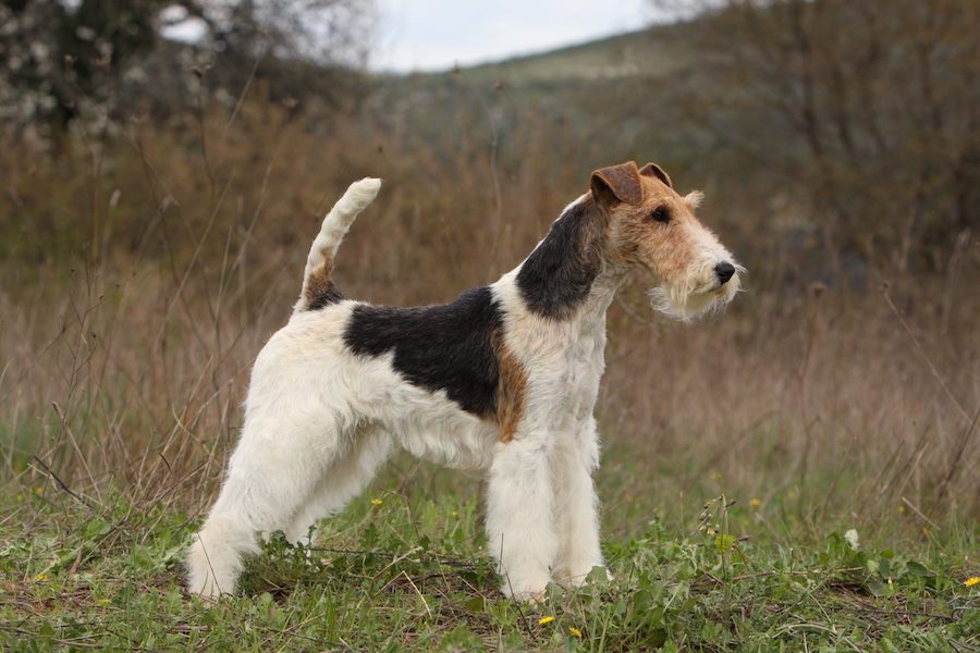 le plus beau chien du monde est un fox terrier